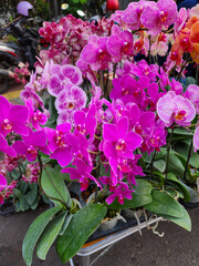 Blooming purple orchid flowers are available for sale in the street market