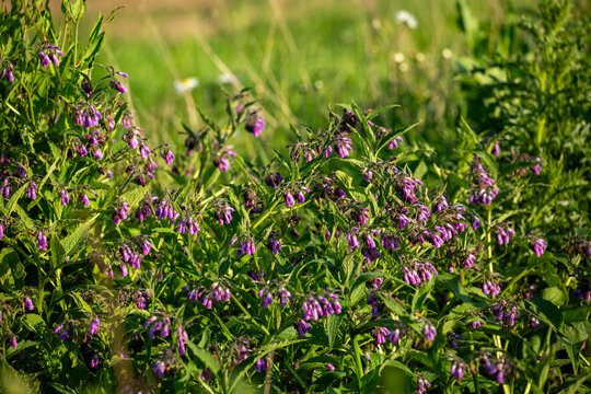 Wild comfrey in flower