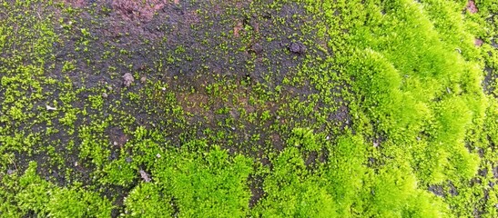 Verdant Moss Embraces Aged Brickwork