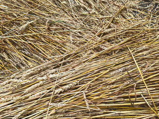Harvested barley ears and barley straw close-up