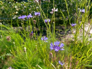Fototapeta premium Cornflowers, close-up, garden, purple