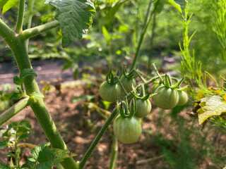 
Close-up of cherry tomatoes ripening in the vegetable garden