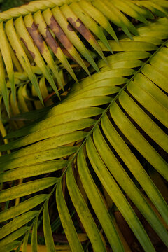 Natural pattern of palm tree leaves