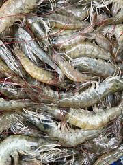 fresh shrimp on ice
