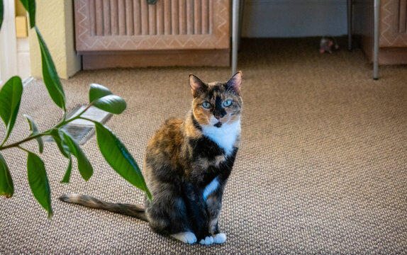 Adorable calico