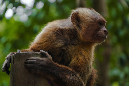 Monkey portrait