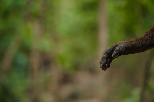 Monkey hand
