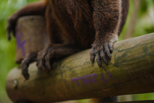 Monkey portrait