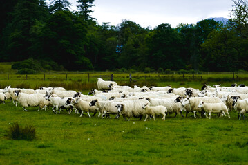 Scotland Wildlife