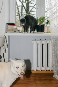 The cat looks at the dog.
