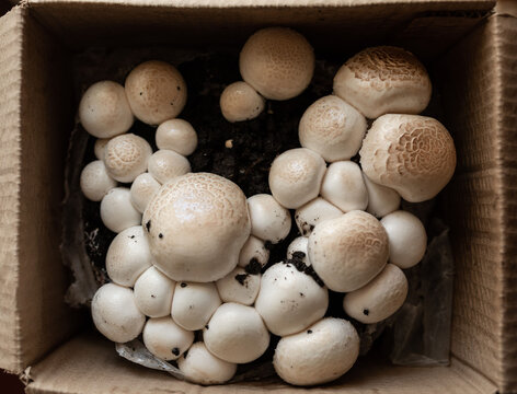 growing mushrooms at home at home