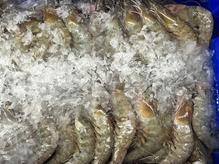 raw fresh shrimp in market