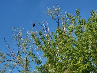hawk on a tree 