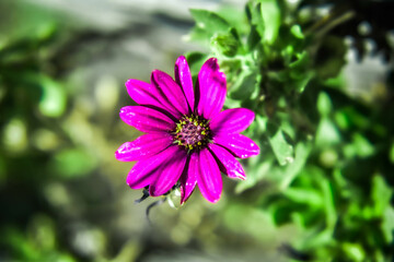 Fototapeta premium purpple sun