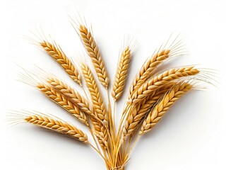 Fototapeta premium ears of wheat and barley on a white background.