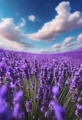 Obraz premium lavender field in region