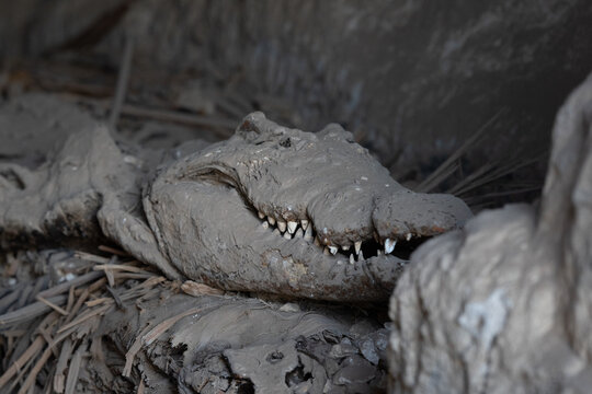 Preserved Crocodile