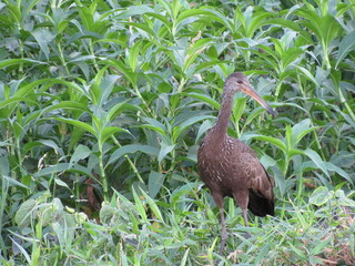 Aquatic animal similar to a heron. Name Carão -Aramus guarauna