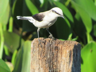 Masked washerwoman - Fluvicola Nengeta - or simply widow, bride or white maria