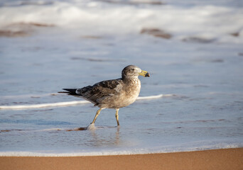 Seagull on a beach on water line close up, Birds, nature image