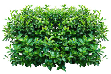 Obraz premium Green bush or wall of shrubs isolated on white background. Green leaves wall with clipping path