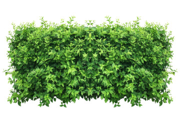 Fototapeta premium Green bush or wall of shrubs isolated on white background. Green leaves wall with clipping path