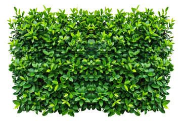 Obraz premium Green bush or wall of shrubs isolated on white background. Green leaves wall with clipping path