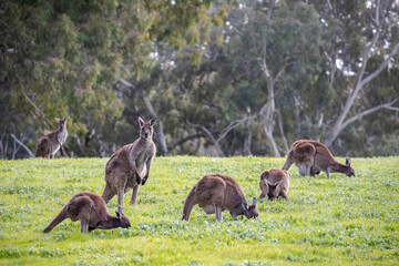 Cute wild kangaroos are grazing close-up, animal portrait, Australian wildlife