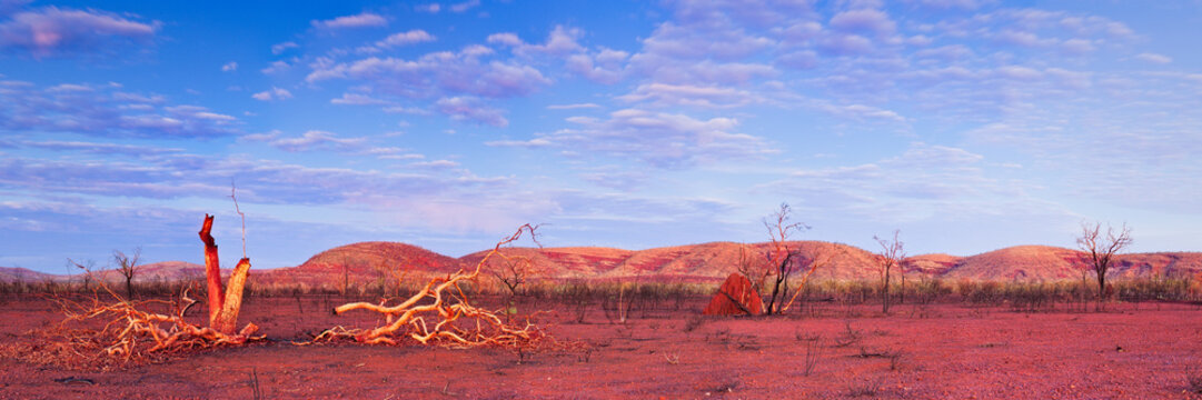 Lightning struck tree in the outback of Australia