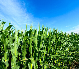 Obraz premium Row of healthy green corn crops within an agricultural field. Plants are lush and green, the tassels have just grown out. Set against a wispy morning sky. Captured in late June in the Midwest, USA.