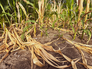 Sad looking dry and damaged corn crop plants in an agricultural field. The plants have fallen to the ground and are dead due to extreme weather.