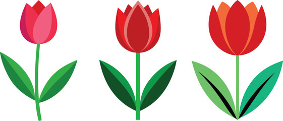 illustration of tulip flower set