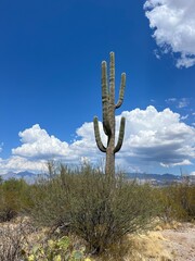 Saguaro National Park