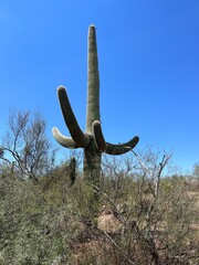 Saguaro National Park