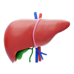 3D The liver functions to detoxify the blood. 3D Icon