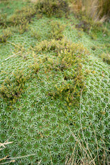 Plantago rigida Plantaginaceae planta cojin de paramo cholcho de agua