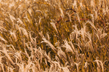 Long dry grass highlighted by the sun