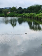 강물속의청둥오리