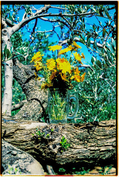 bunch of flowers in a dimple mug, 35mm film