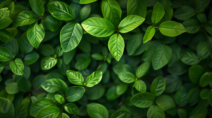 green leaves on the background. Creative banner. Copyspace image