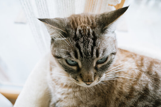 Close-Up of Tabby Cat