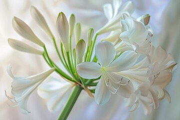 Beautiful white flowers in soft light on white background for beauty and relaxation concept