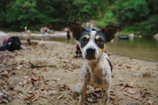 Dog portrait