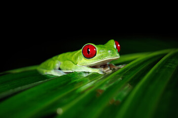 Red-eyed tree frog
