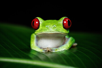 Red-eyed tree frog