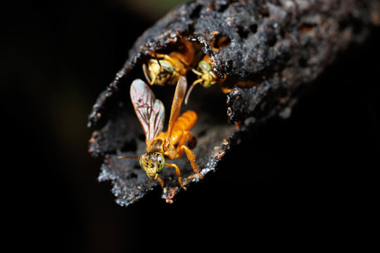 Stingless Bees