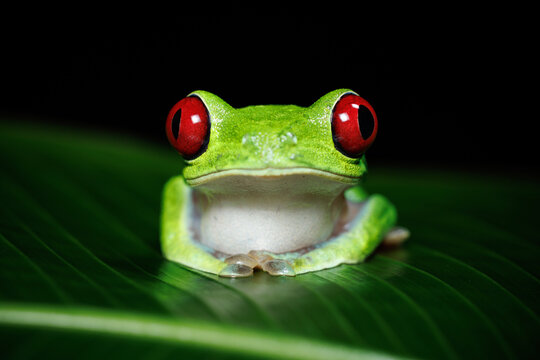 Red-eyed tree frog