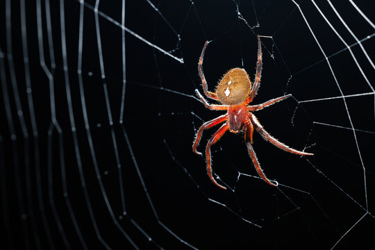 Tropical Orbweaver
