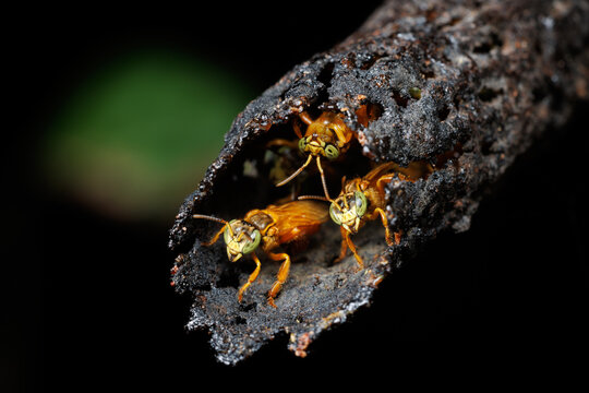 Stingless Bees