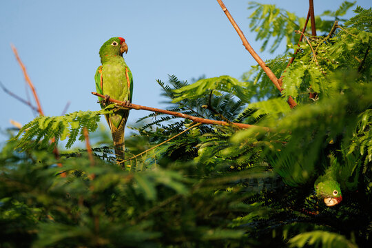 Crimson-fronted Parakeets
